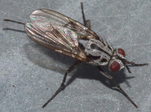 Réf. 258 313 : Eustalomyia hilaris